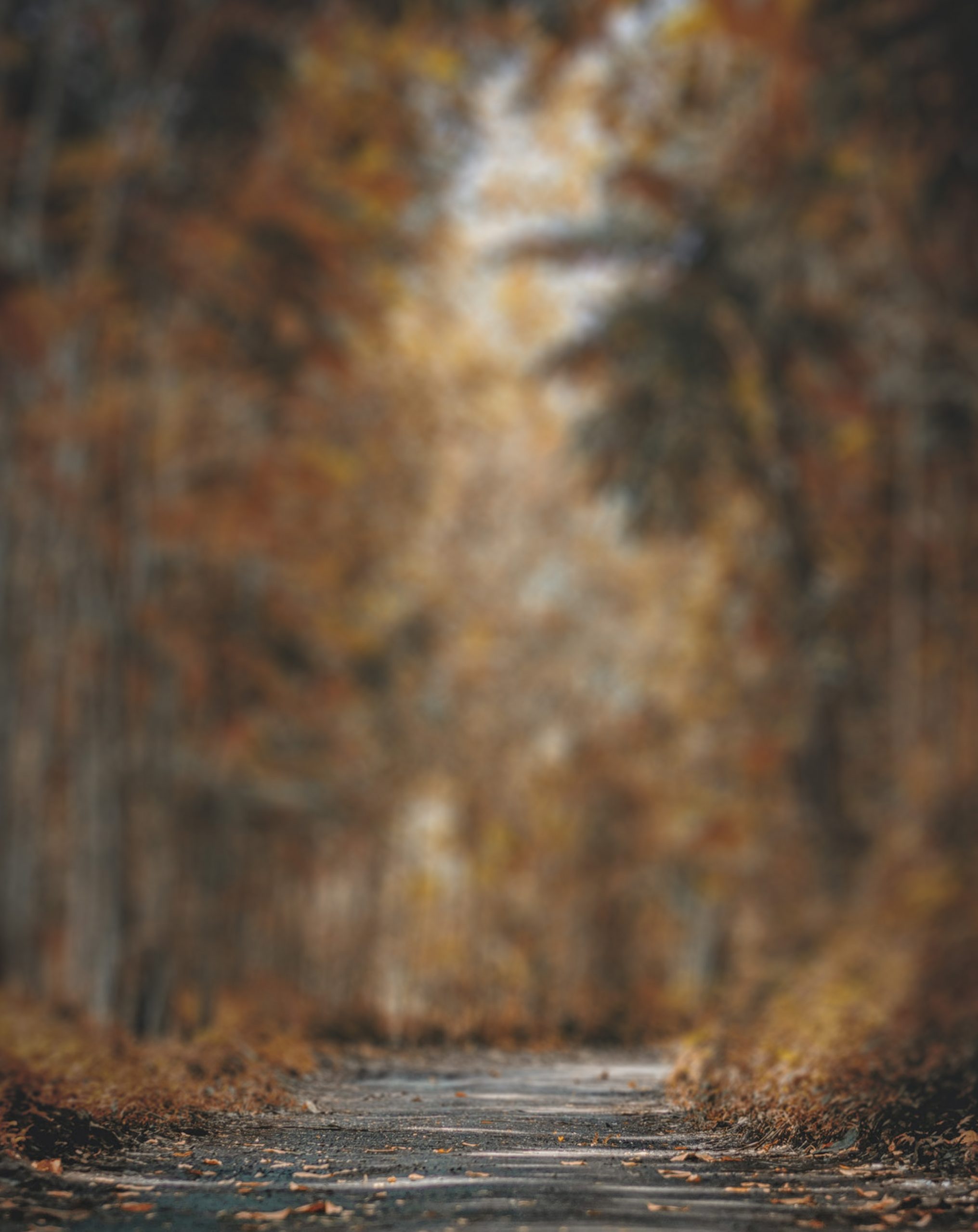 Nature CB Blur Background Free Stock Photo [ Download ]