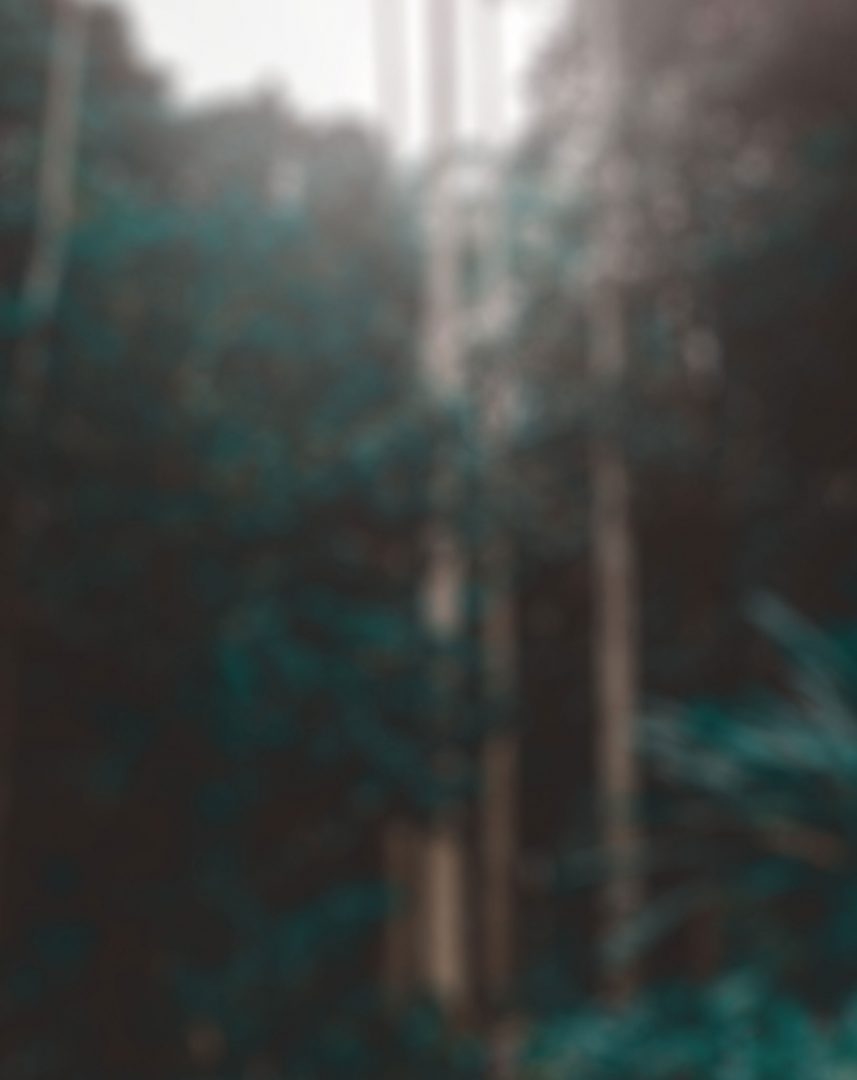 Green Tone Forest Blur Background With White Light [ Download ]