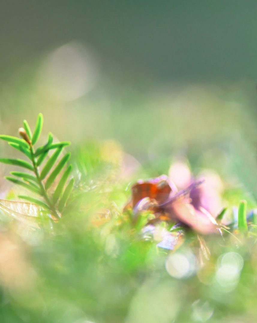 Beautiful Flower Focused Blur Background Free Stock [ Download ]