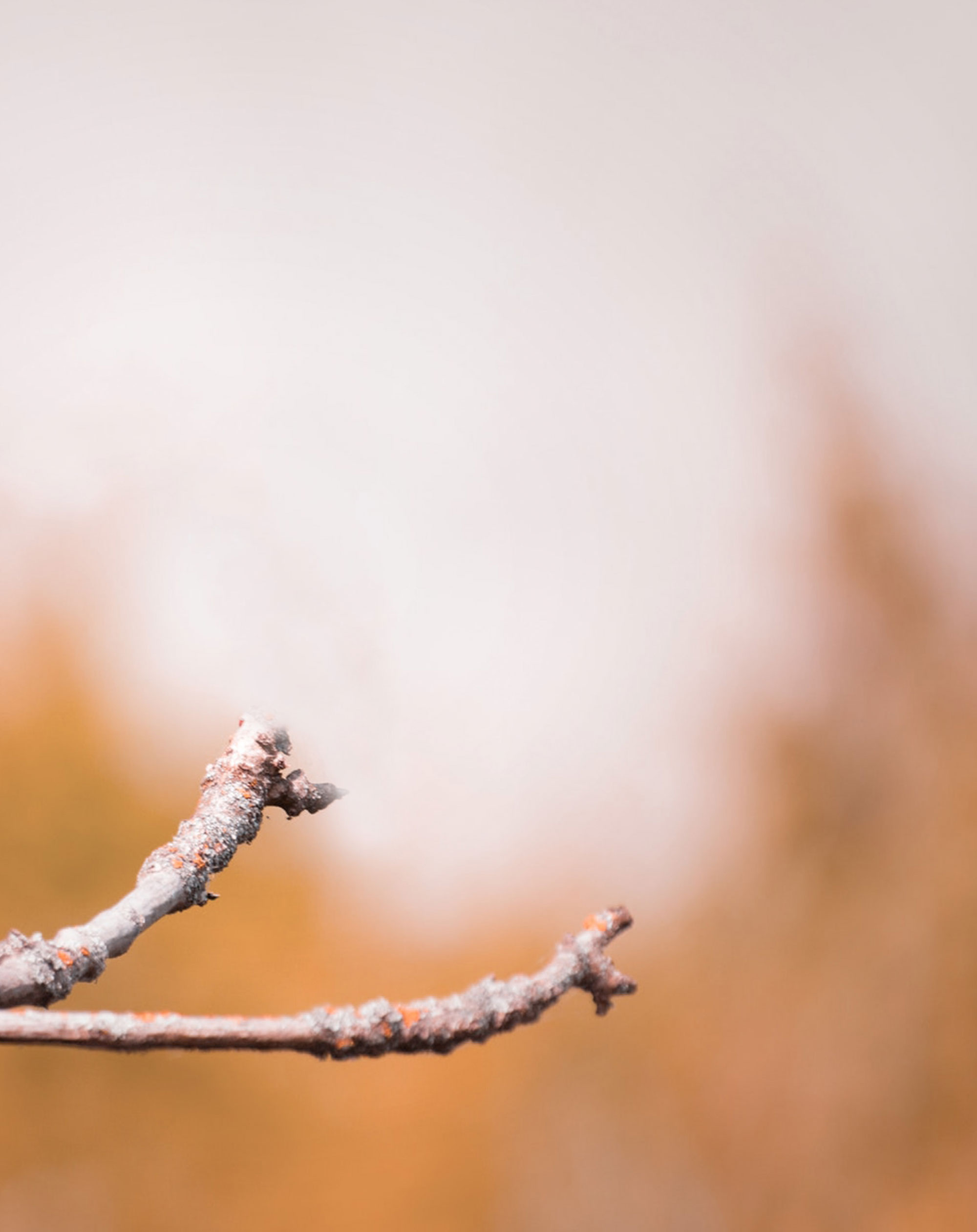 Branches Full HD Blur Background Free Stock Image