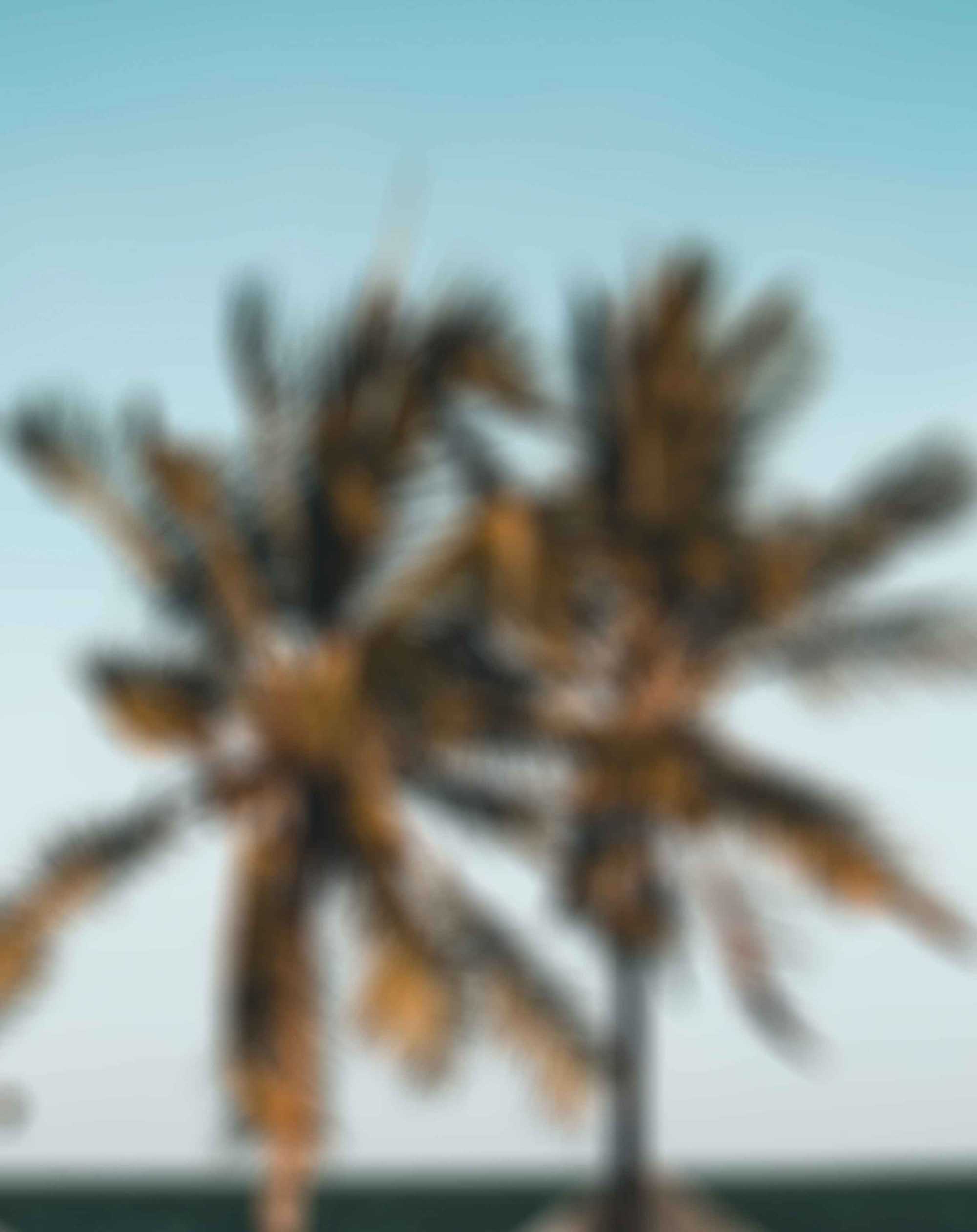 Coconut Tree Blur Background Free Stock Image Download /* ie hack */ }. mmp picture