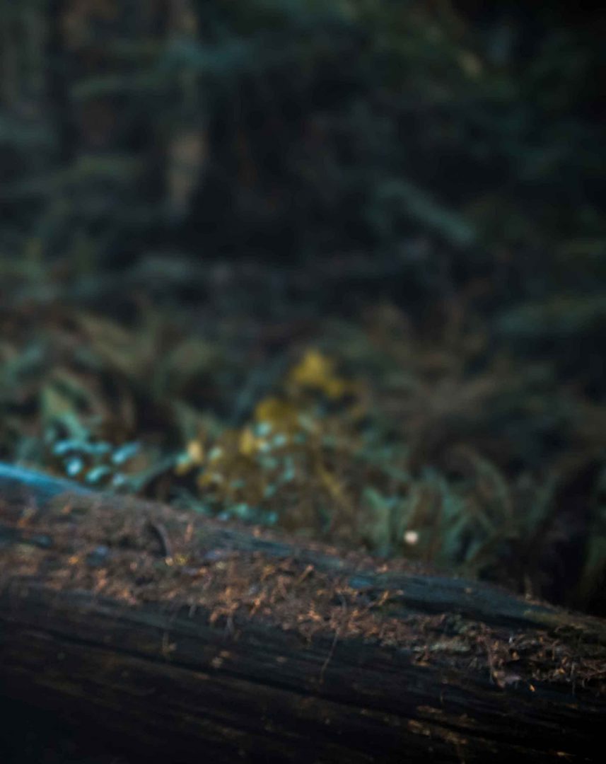 Best Nature Dark Blur Background Free Stock Photo [ Download ]