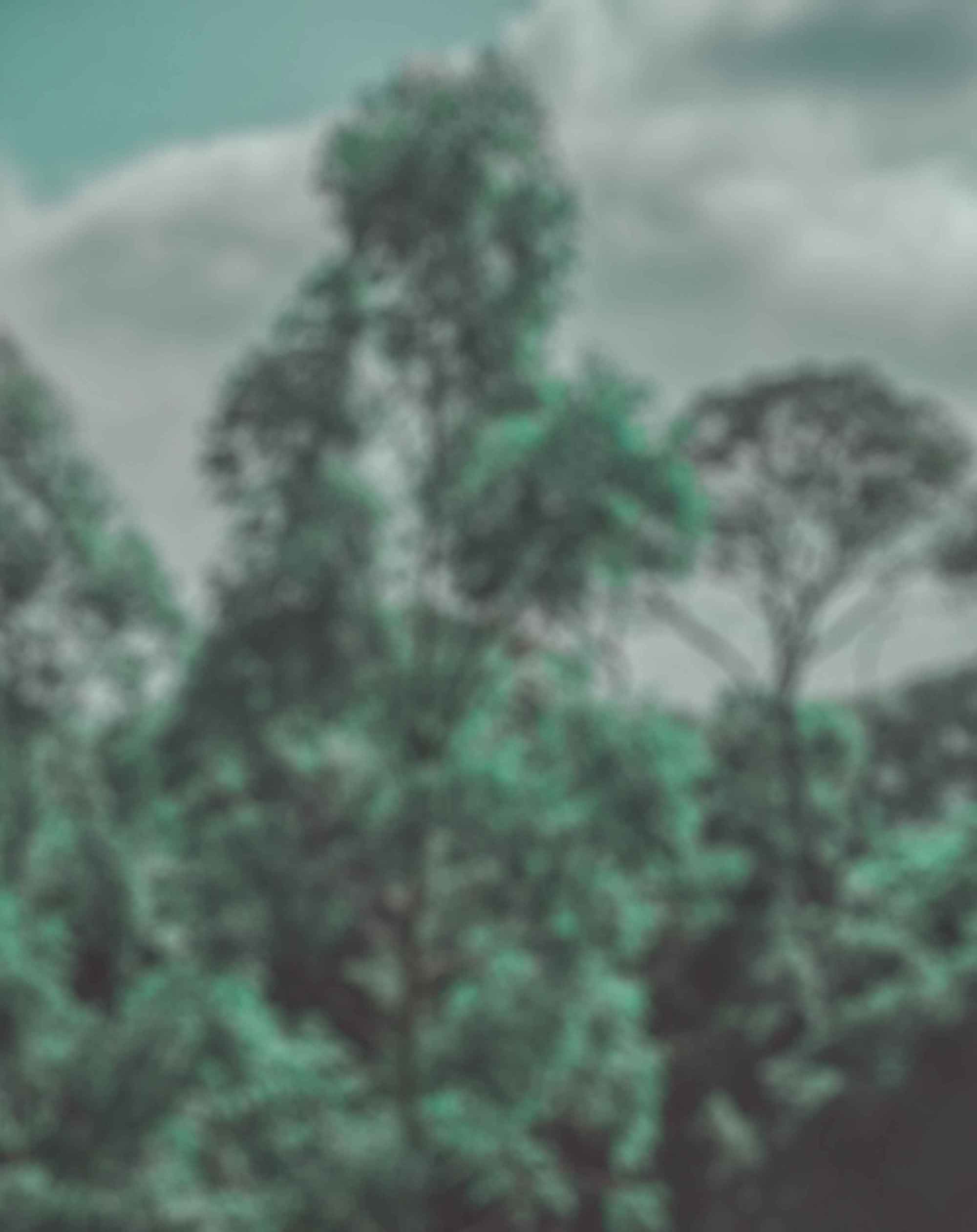 Silver Green Effect Blur Background Tree Free Stock