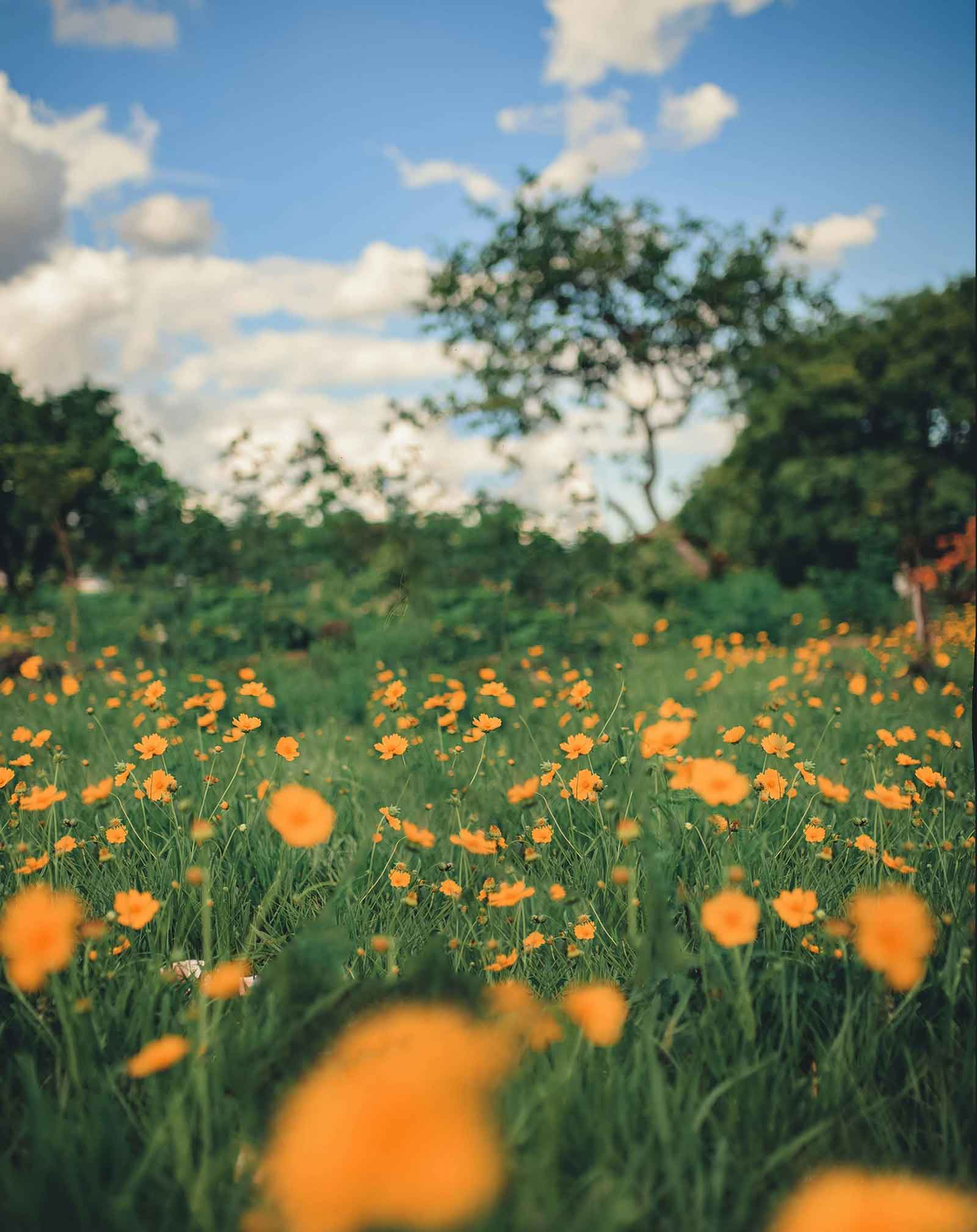 Beautiful Orange Flower Blur Background Free Stock Photo