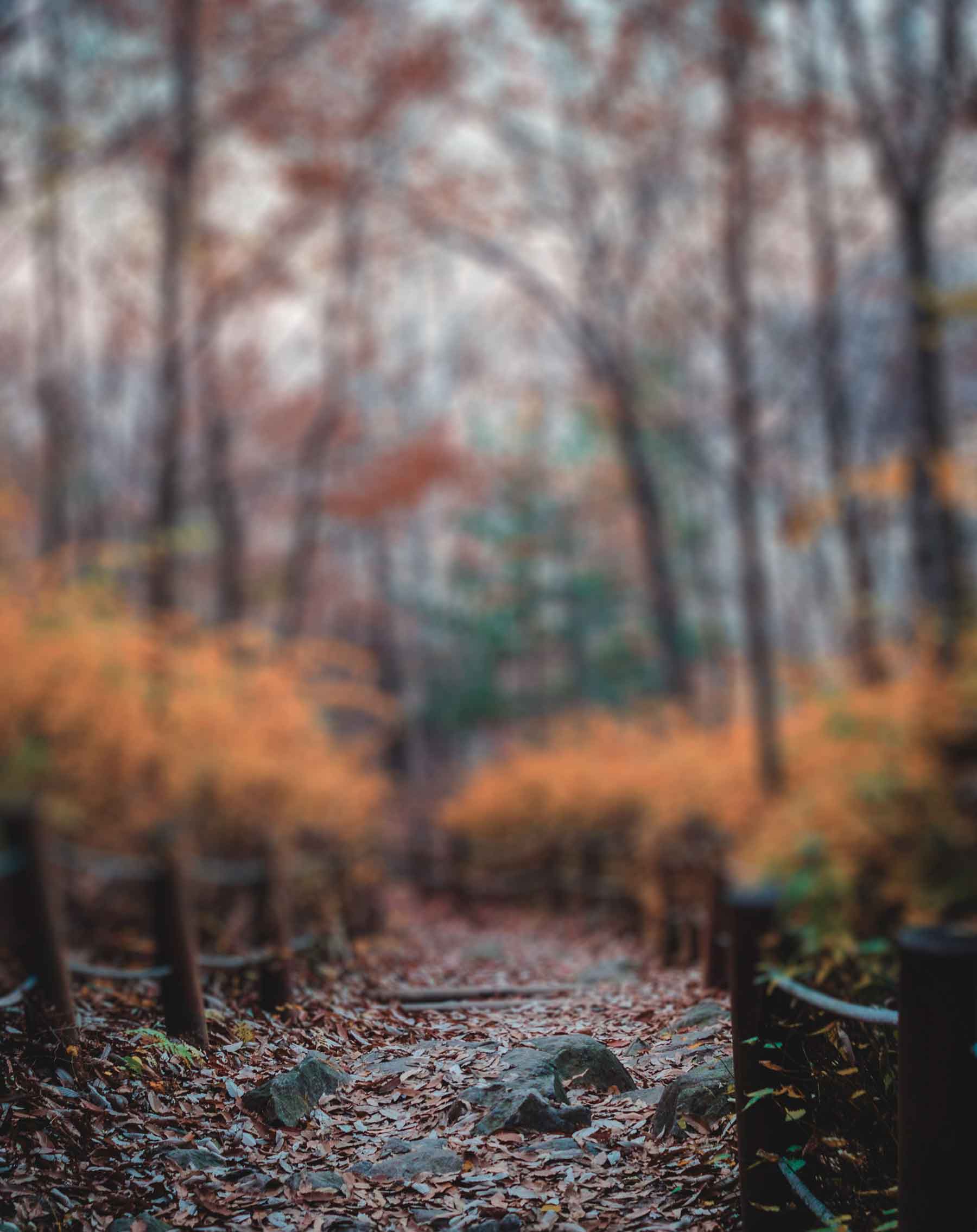 Featured image of post Full Hd Natural Blur Background