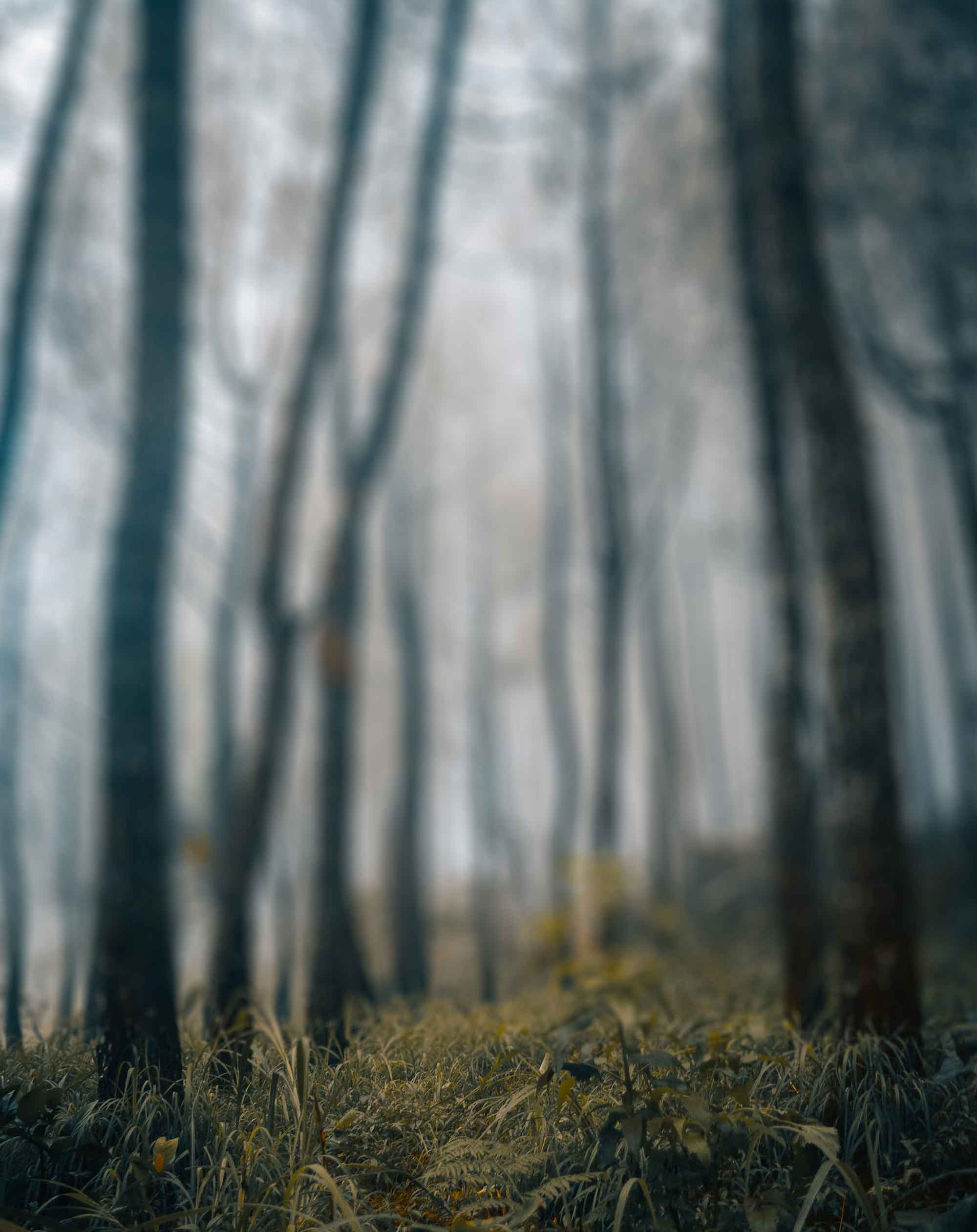 Fogy Tree Blur Background Stock Photo [ Download ]