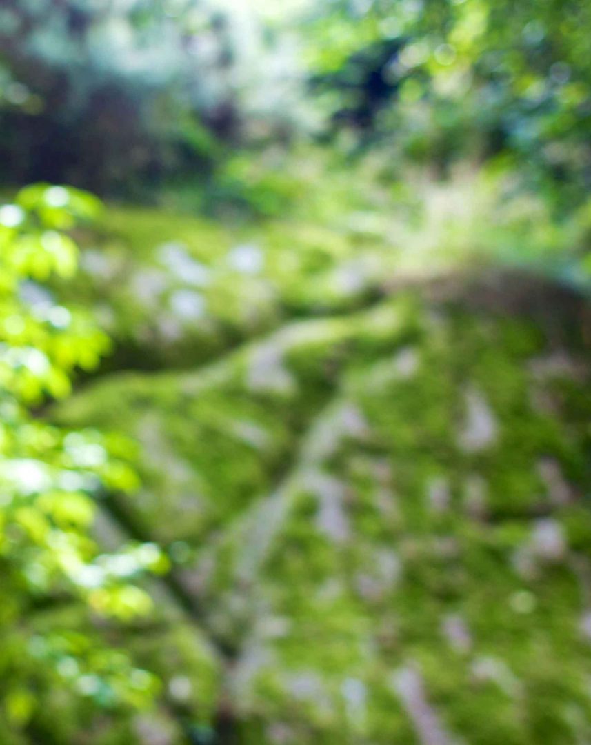 Bokeh Light Green Nature Blur Background Forest Stock Image