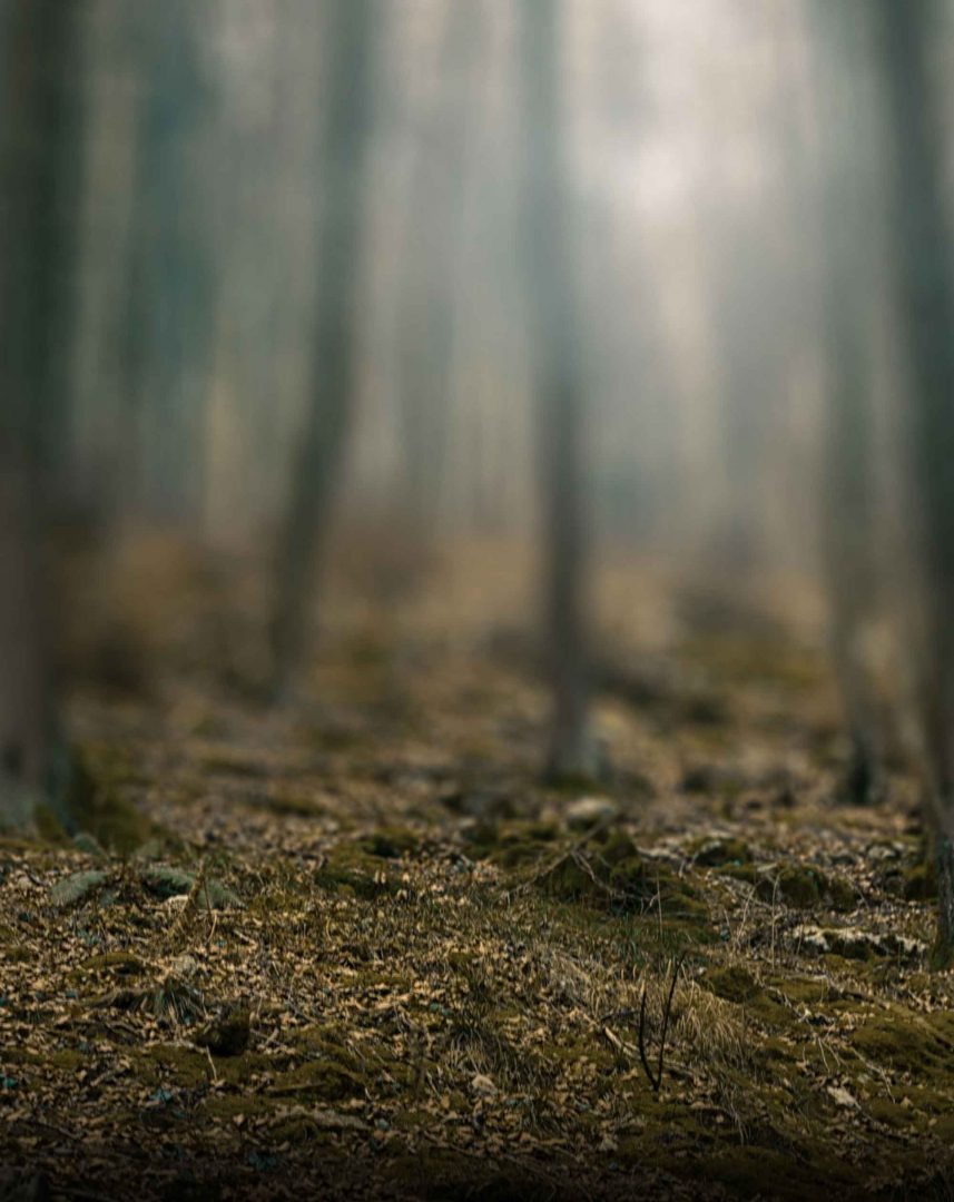 Foggy Effect Forest Blur Background Stock Image [ Download ]