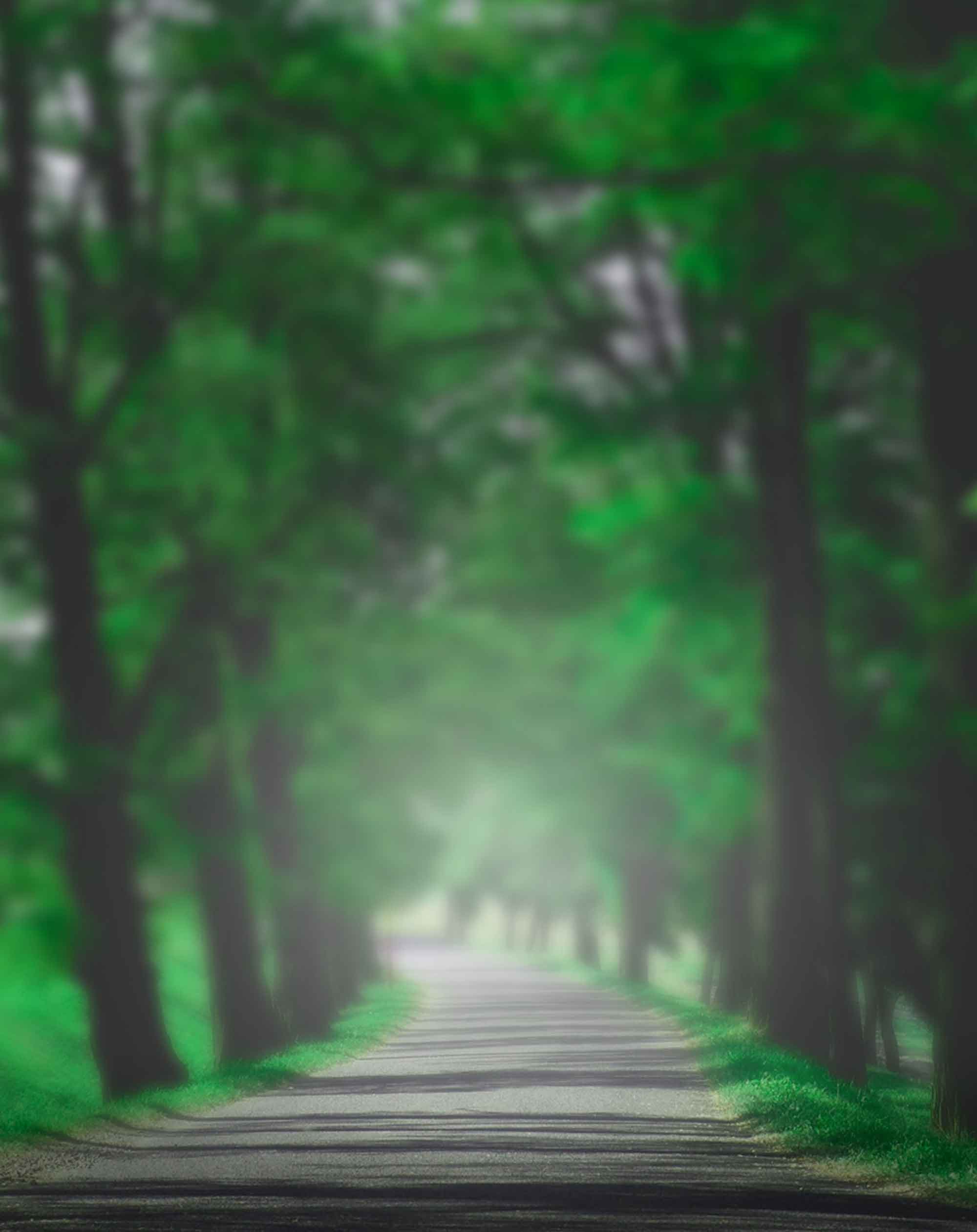 Nature Road Forest Blur Background Free Stock Image