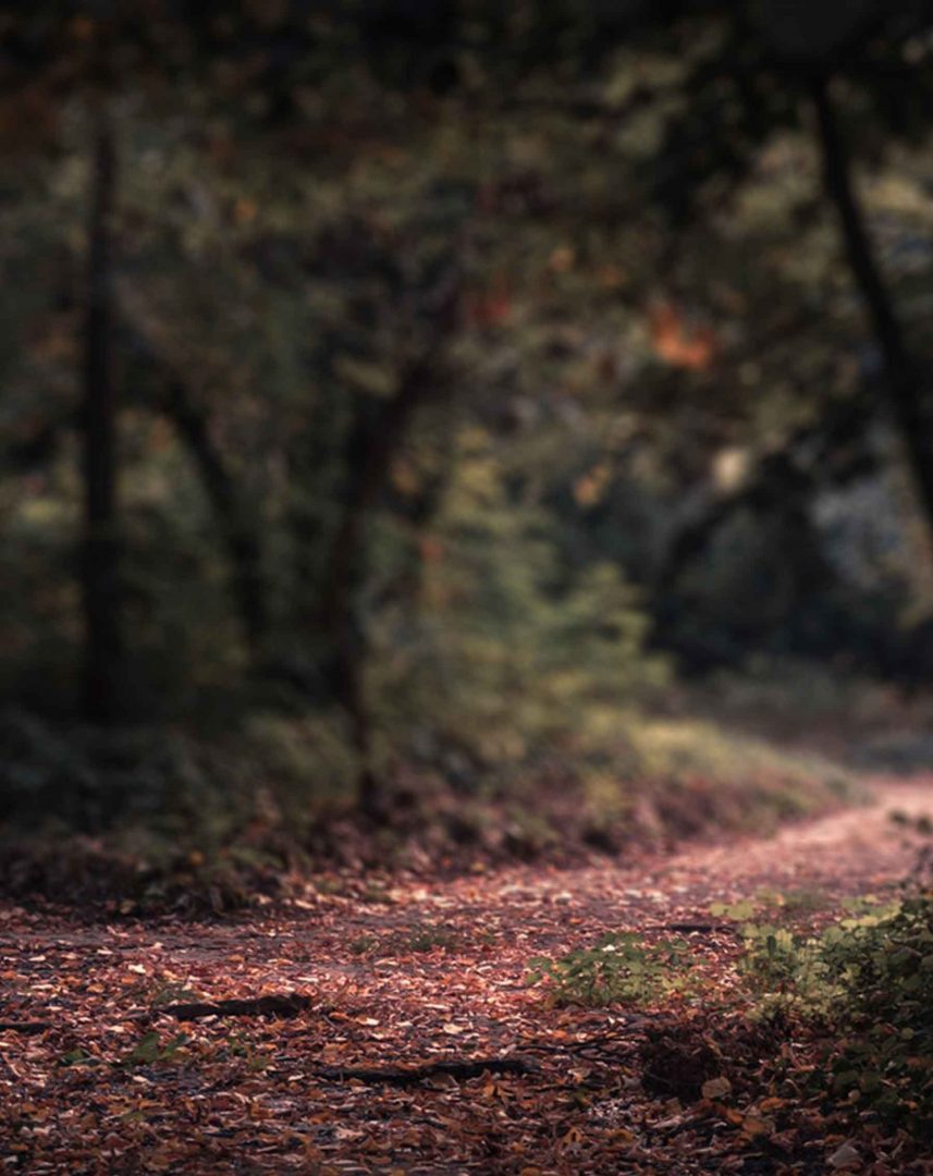 The Best 19 Nature Blur Portrait Background Hd - infinityquoteage