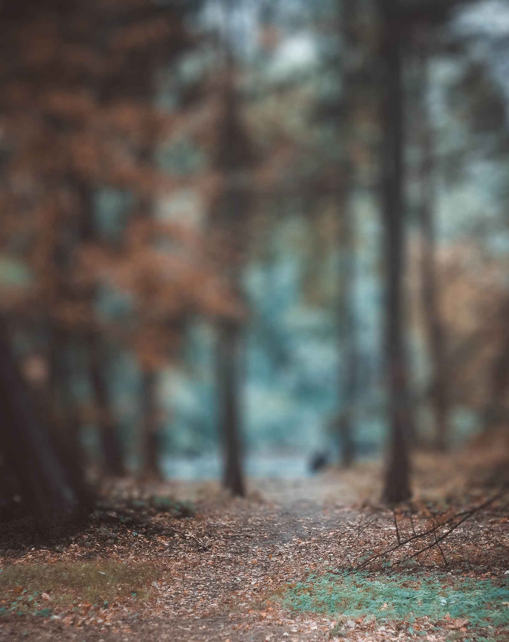 Forest Blur CB Background Free Stock Photo [ Download ]