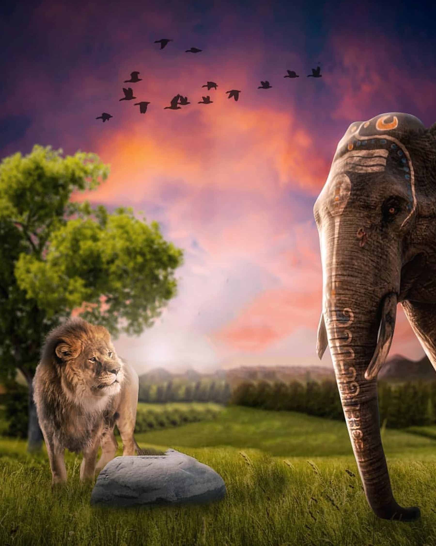 Elephant and Lion Snapseed Background Free Stock Image