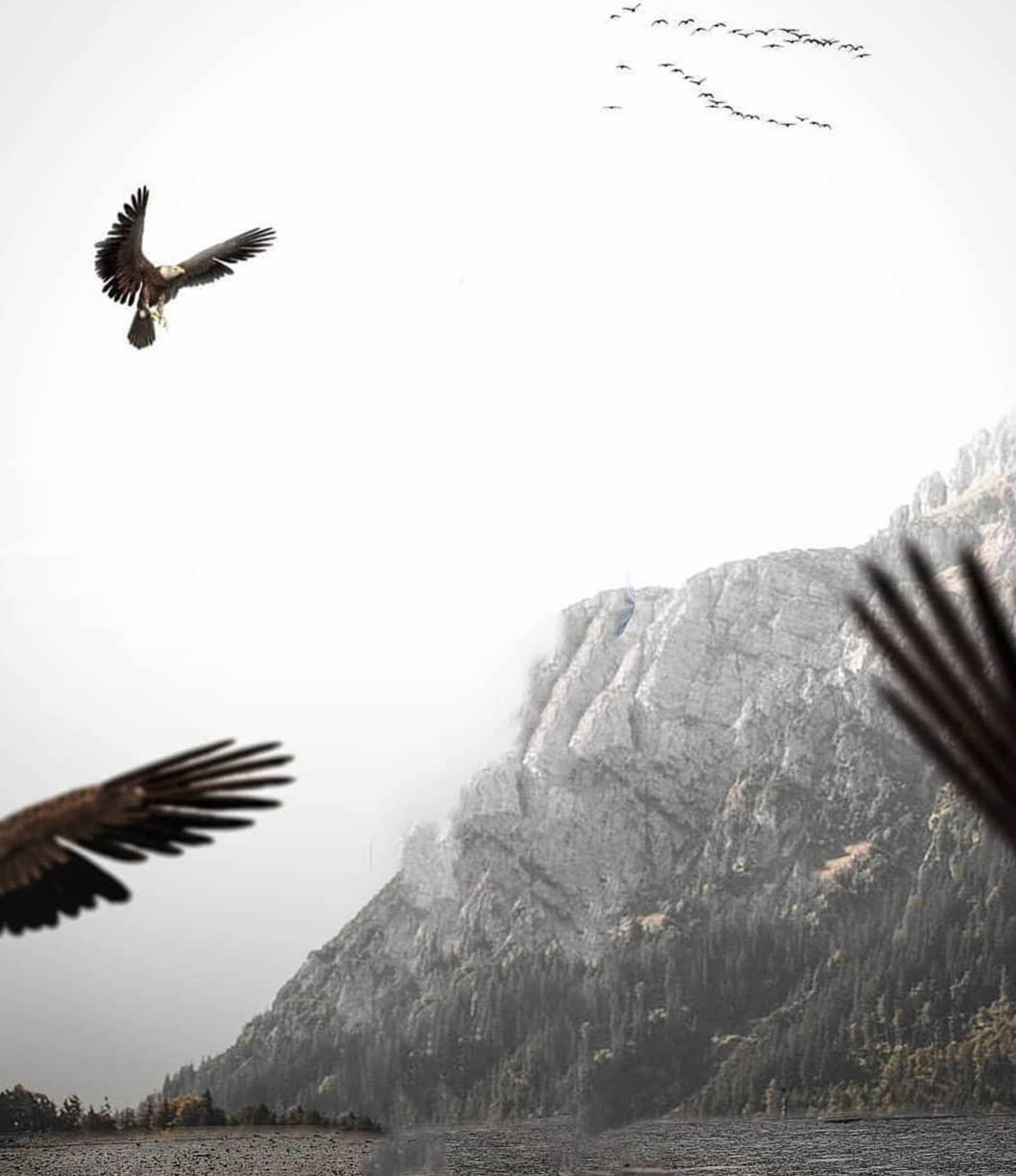 Eagle Wing Photo Editing Background Free Stock Image