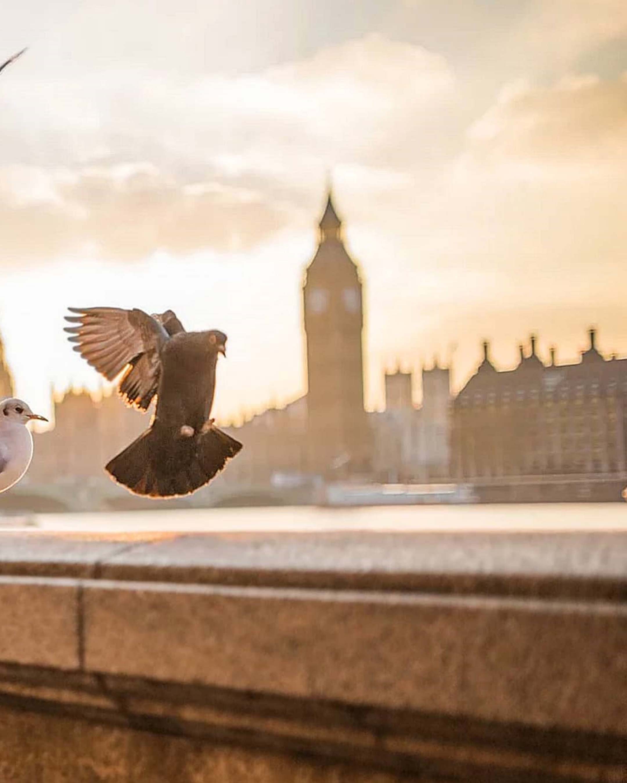 Pigeon In London Photo Editing Background Free Stock Image
