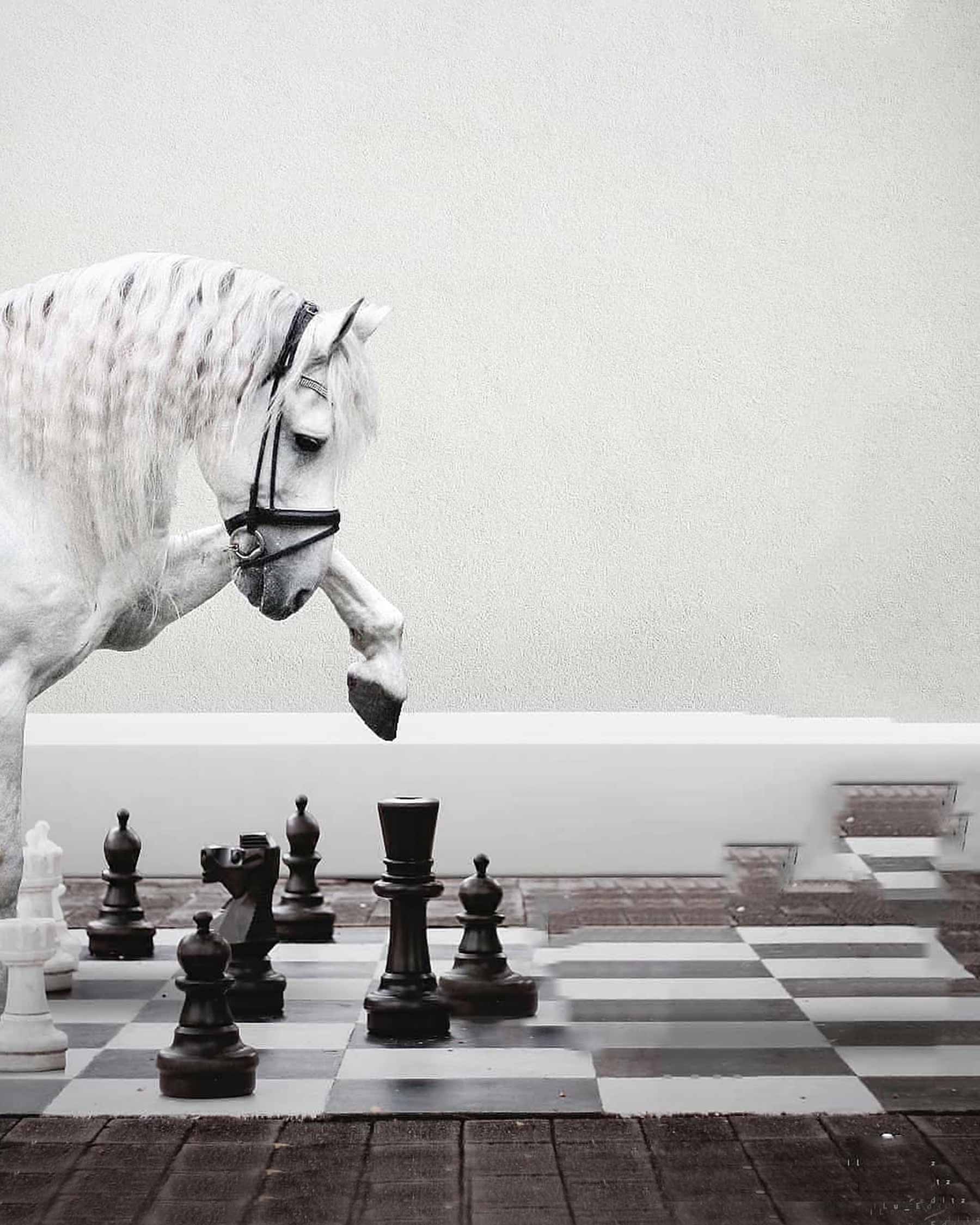 Chess Horse PicsArt Background Free Stock Image