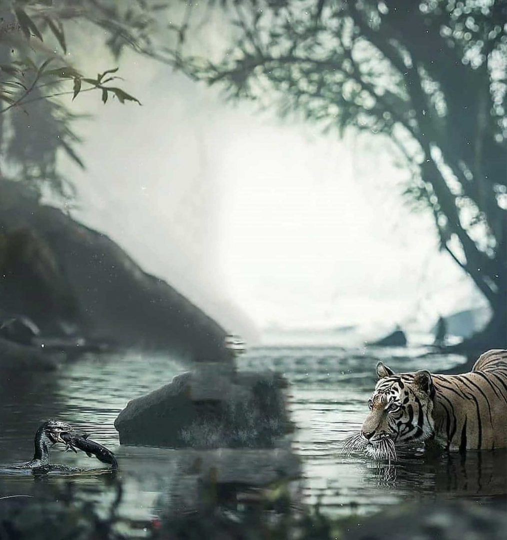 Tiger Foggy River PicsArt Background Free Stock Image