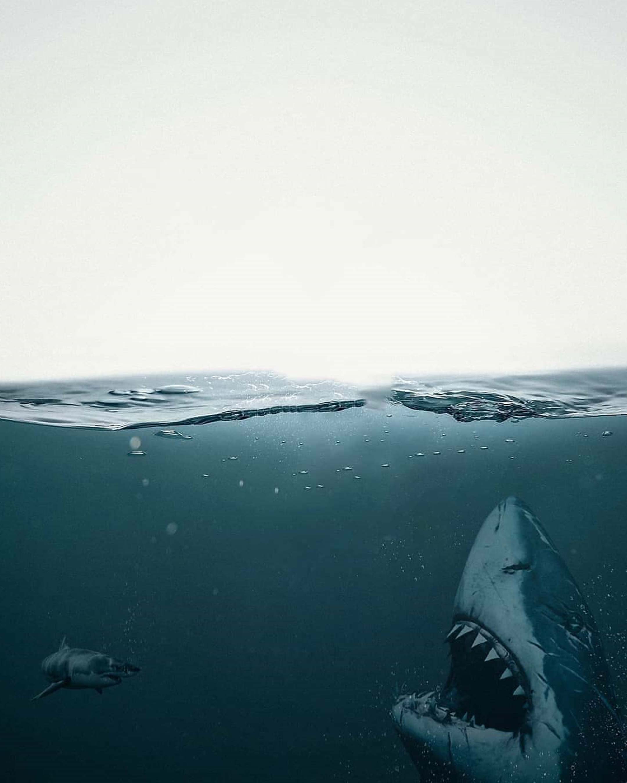 Underwater Shark PicsArt Background Free Stock Image