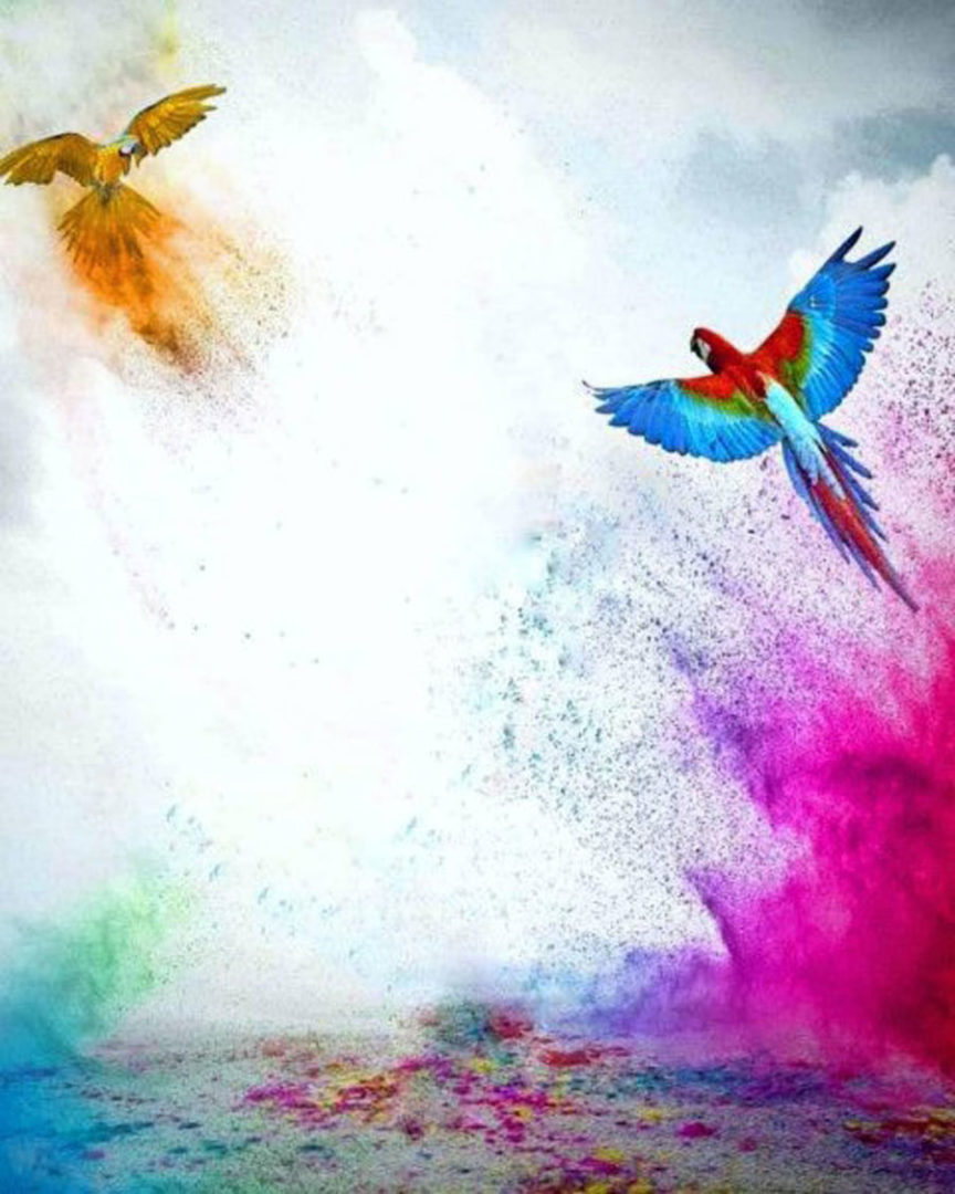 Colorful Parrot Bird PicsArt Background Free Stock Image