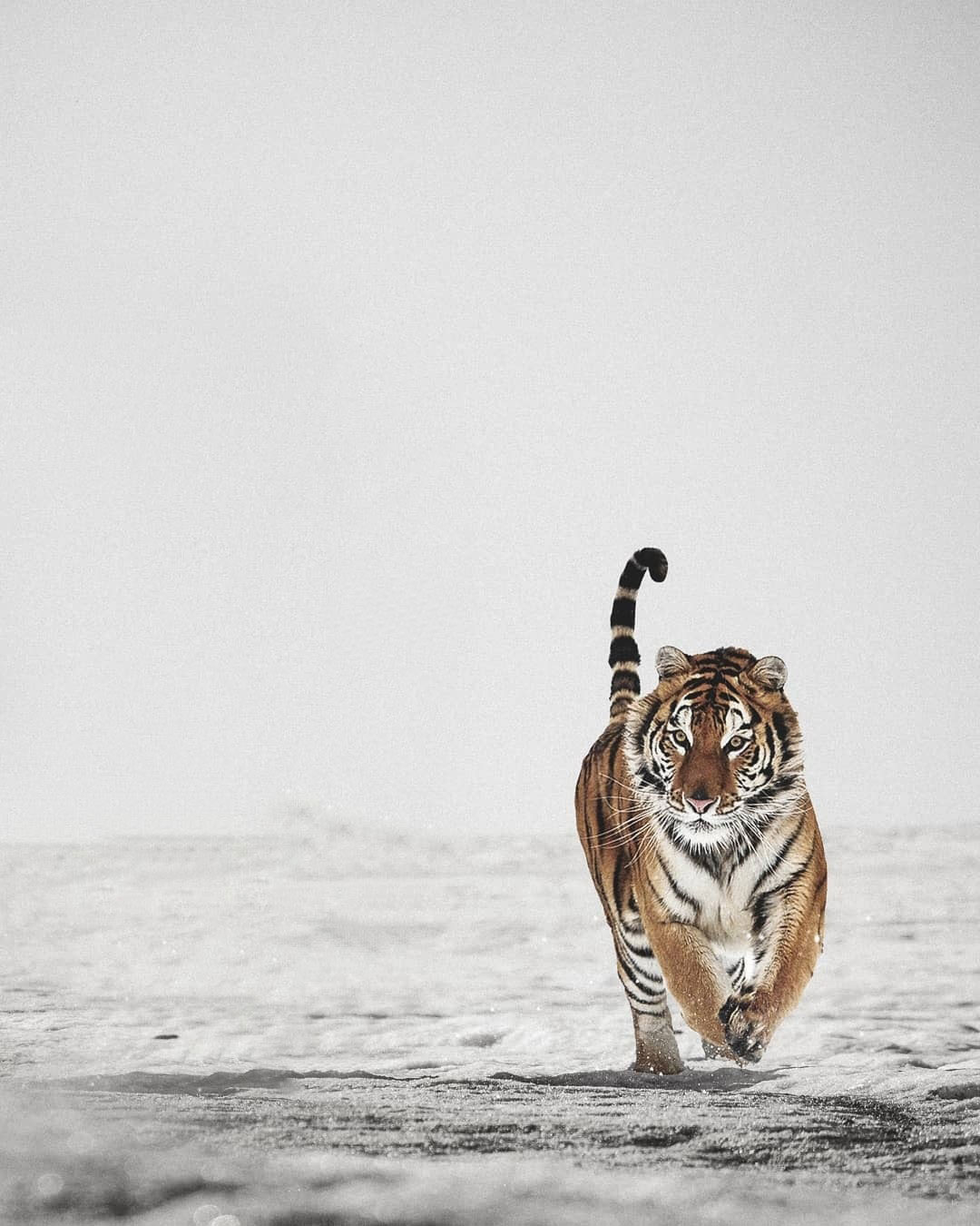The Tiger HD PicsArt Background Free Stock Image