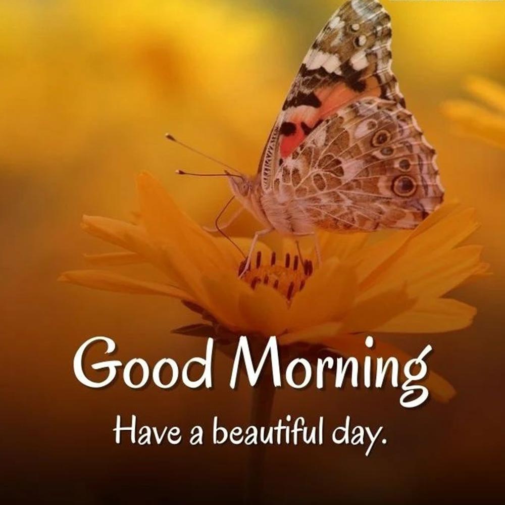 Beautiful Butterfly Good Morning Image With Quote