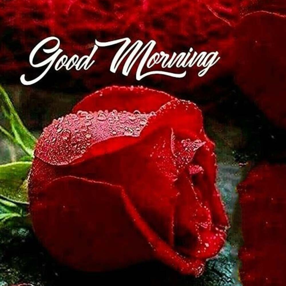 Wet Red Rose Good Morning Image For Your Dearest One