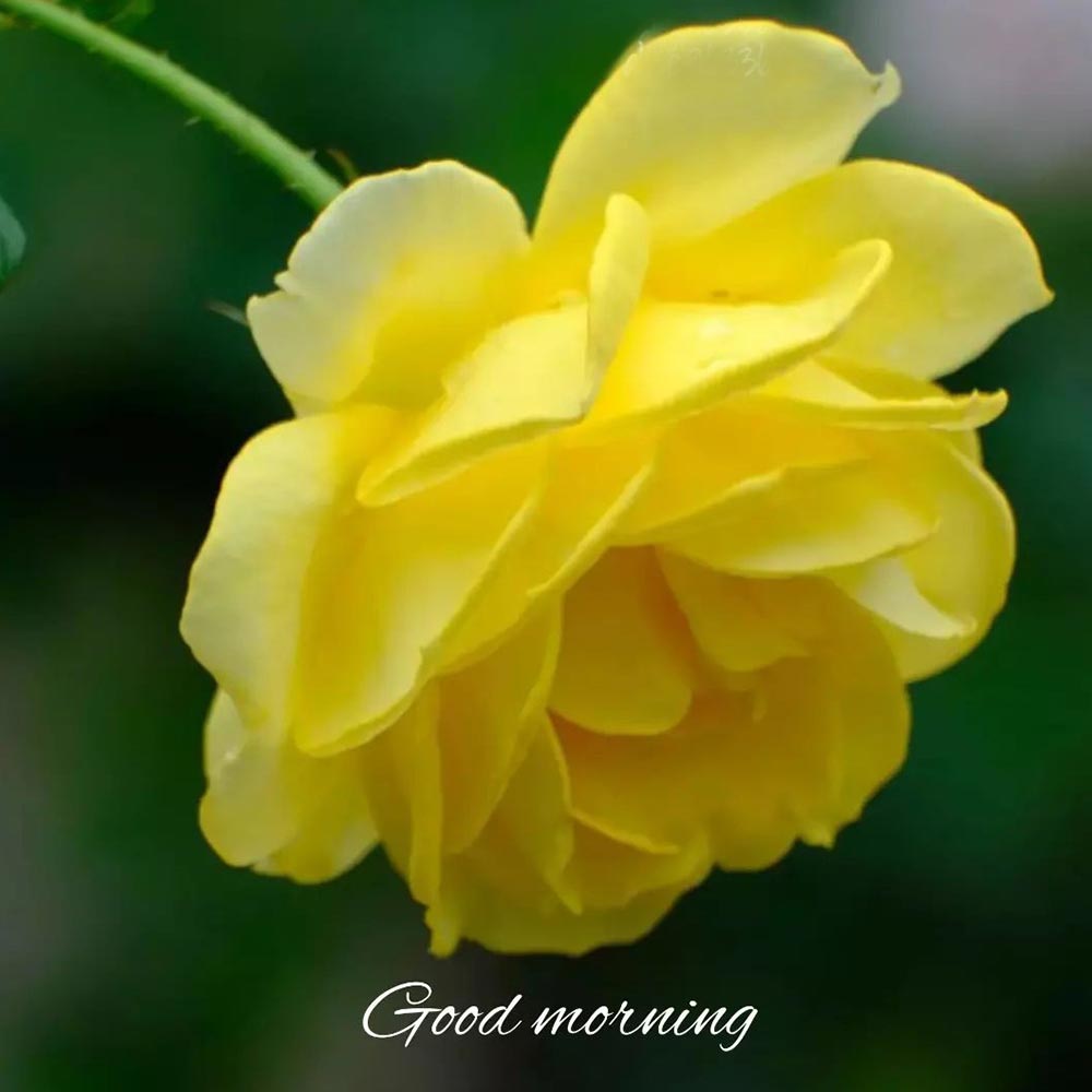 Big Yellow Rose Good Morning Image For Best Friends