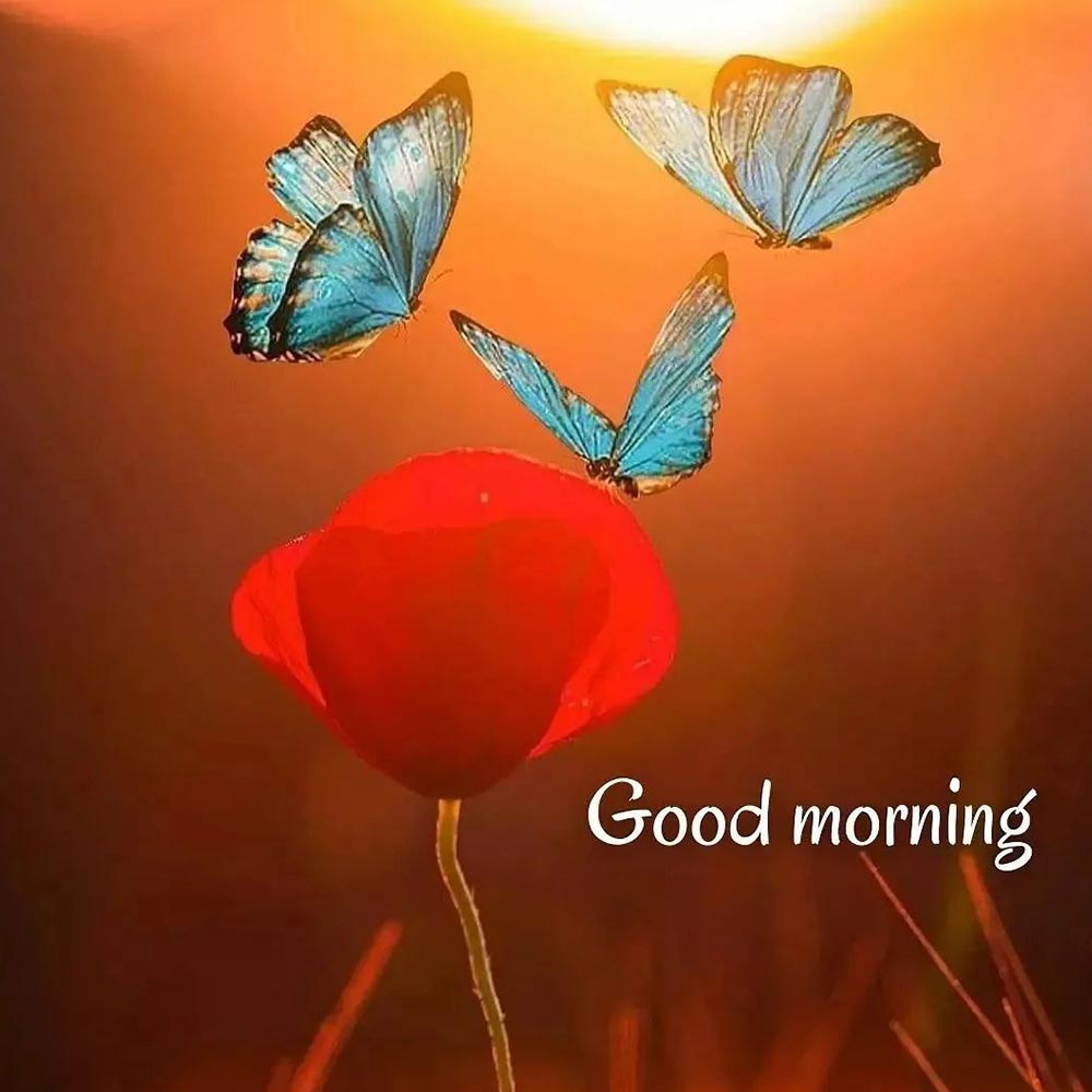 Sky Blue Butterfly Good Morning Image With Red Rose