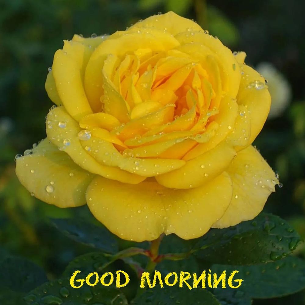 Yellow Rose Good Morning Image For WhatsApp Status