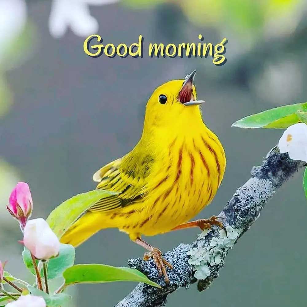 Yellow Sparrow Bird Good Morning Image For WhatsApp